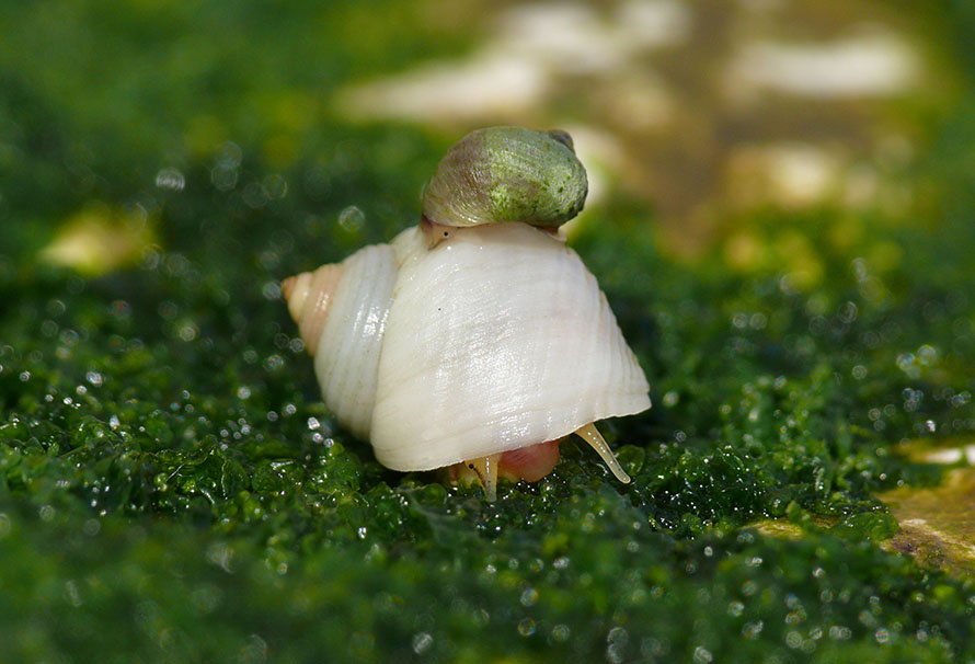 Adult snails adapted to different habitats. The larger snail is adapted for defense against crab attacks, while the small snail is adapted to live in areas with strong wave exposure.