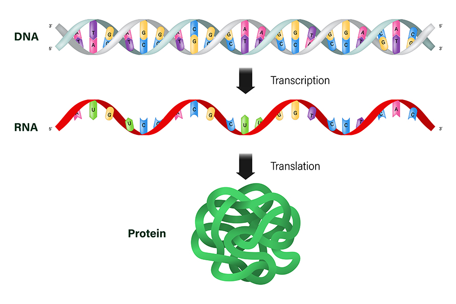 mRNA is the intermediary between DNA and protein.