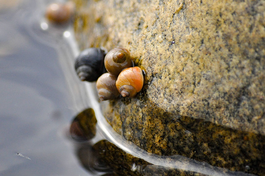Littorina snails are common on the rocky shores of Europe, the UK, and the East Coast of the USA.