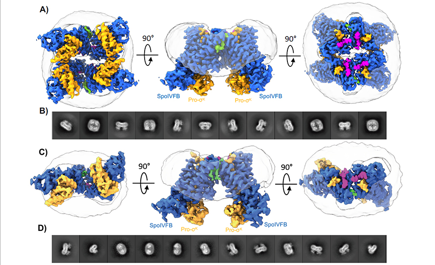 Figure showing the 3D structure of SpoIVFB alongside black and white 2D cryo-EM images. By taking thousands or sometimes millions of images of a sample at different angles, researchers are able to create a highly detailed 3D map.