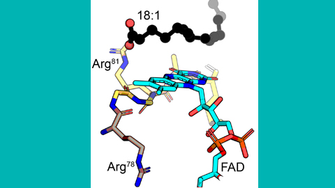 Arginine tango