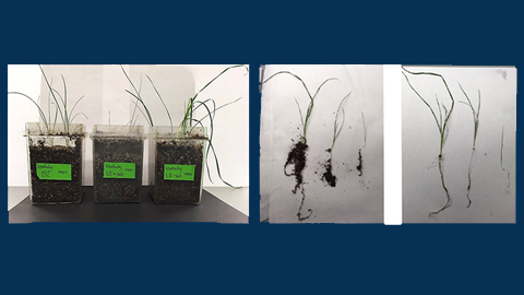 Scientists use bacteria to help plants grow in salty soil