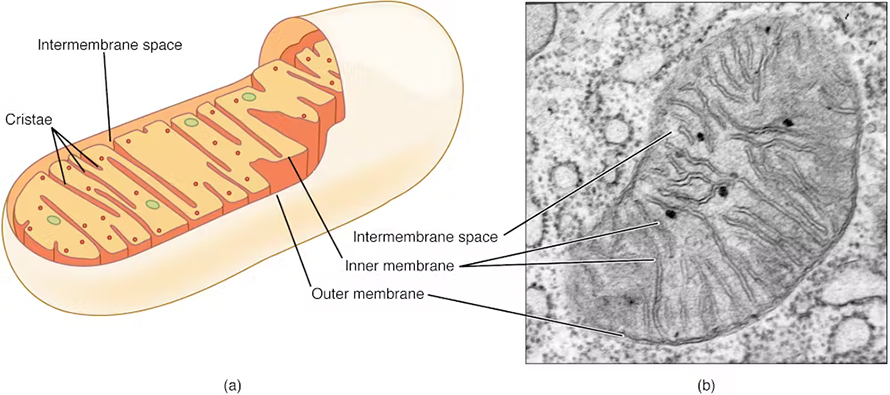 Mitochondria produce the energy that fuels cells.