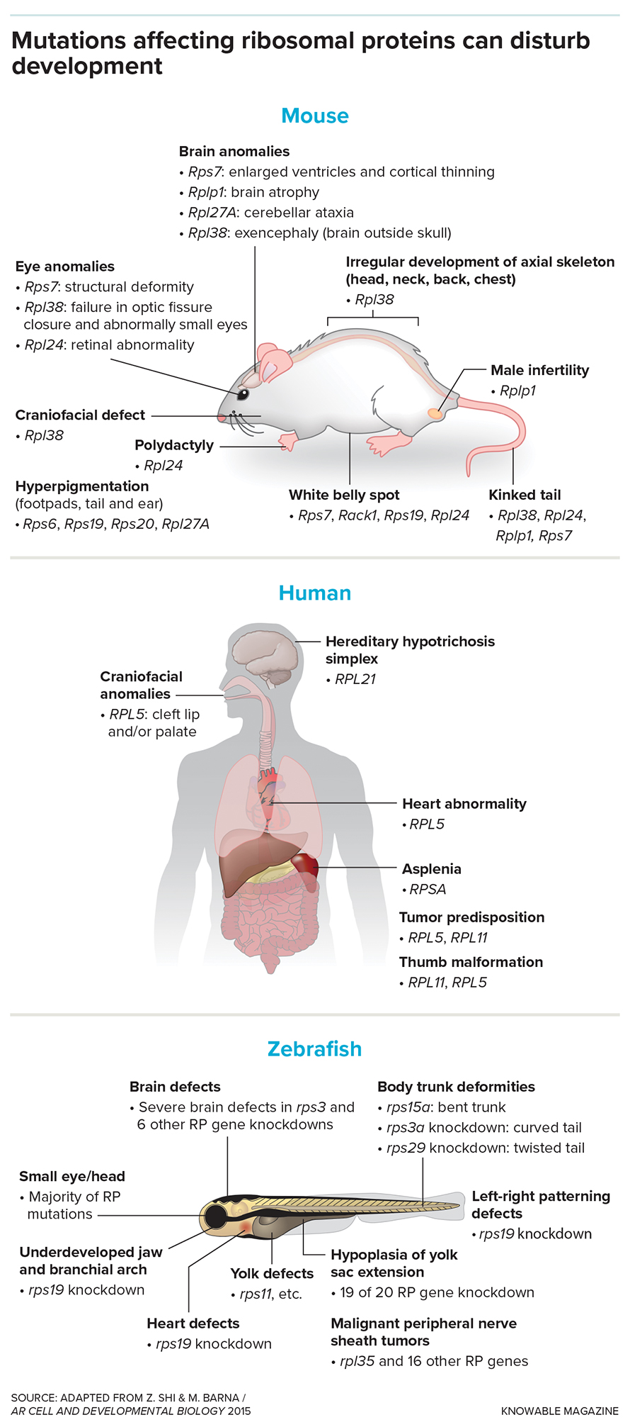 When ribosomal proteins are abnormal or missing, anomalies may arise.