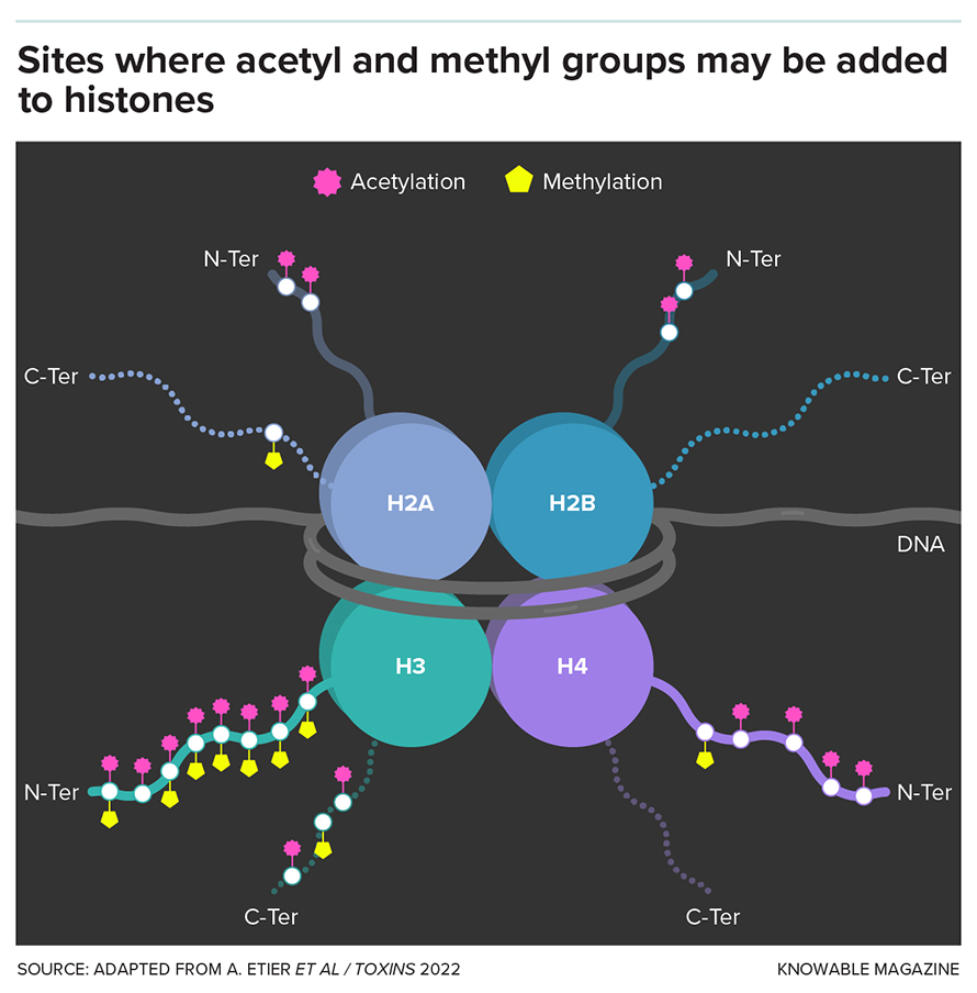 The histone proteins of complex cells are named H2A, H2B, H3 and H4. They are assembled into groups of eight, around which a length of DNA is wrapped. This structure, called a nucleosome, repeats along the length of a chromosome. Histones have long tails onto which metabolites like acetyl and methyl groups can be added by enzymes.