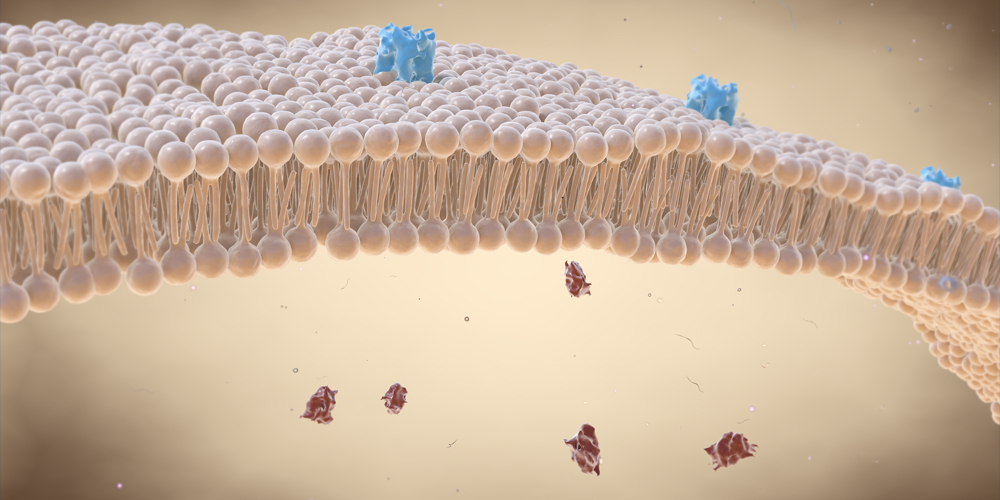cell membrane picture