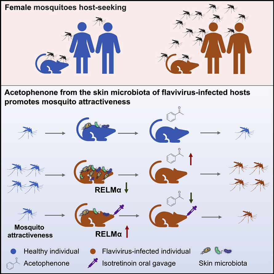 Graphical abstract by Zhang et al., Cell, doi.org/10.1016/j.cell.2022.05.016