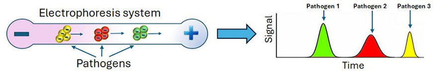 Pathogens have distinct electrical charges and can be separated by measuring how quickly they move through electrophoresis.