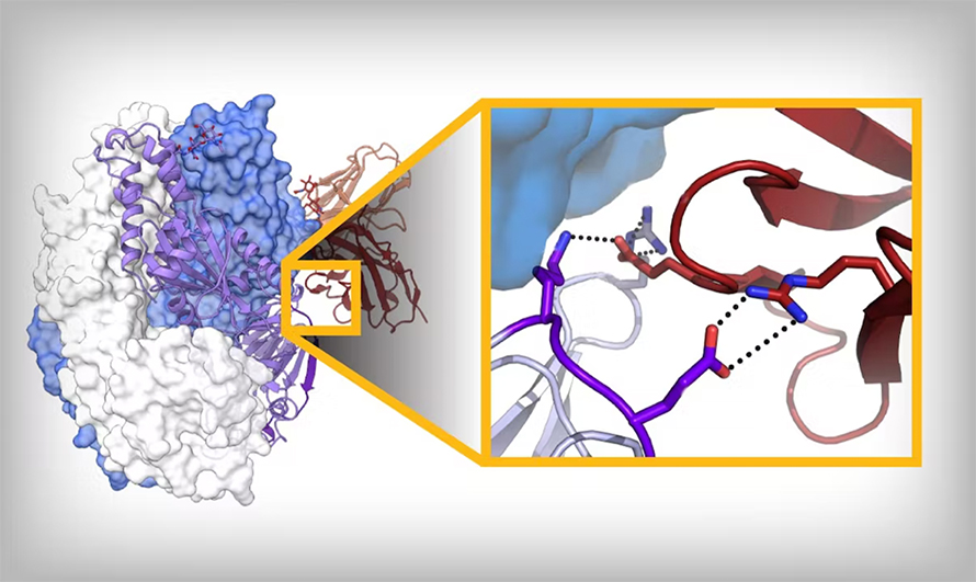 A structure McLellan’s lab published earlier this year shows binding between a monoclonal antibody and a protein from human metapneumovirus.