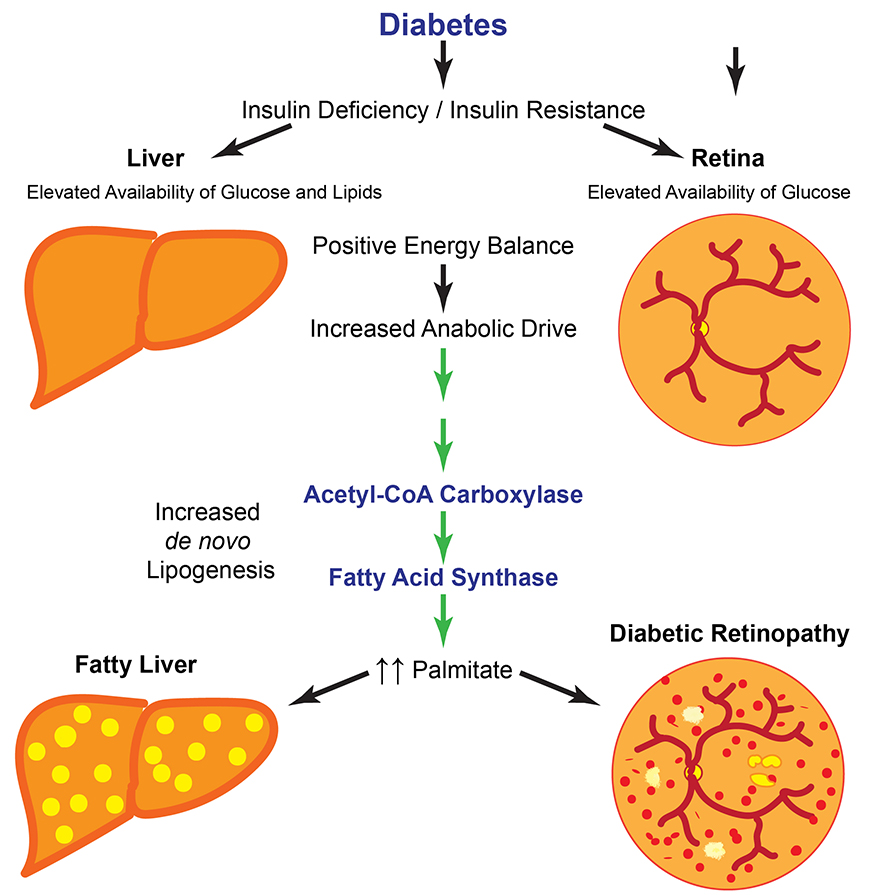 Lipid-news-figure-890x895.jpg