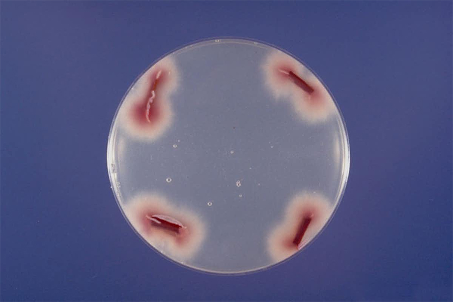 The genomic structure of Fusarium oxysporum allows it to have a wide range of hosts, such as tomatoes, cucumbers and watermelon.