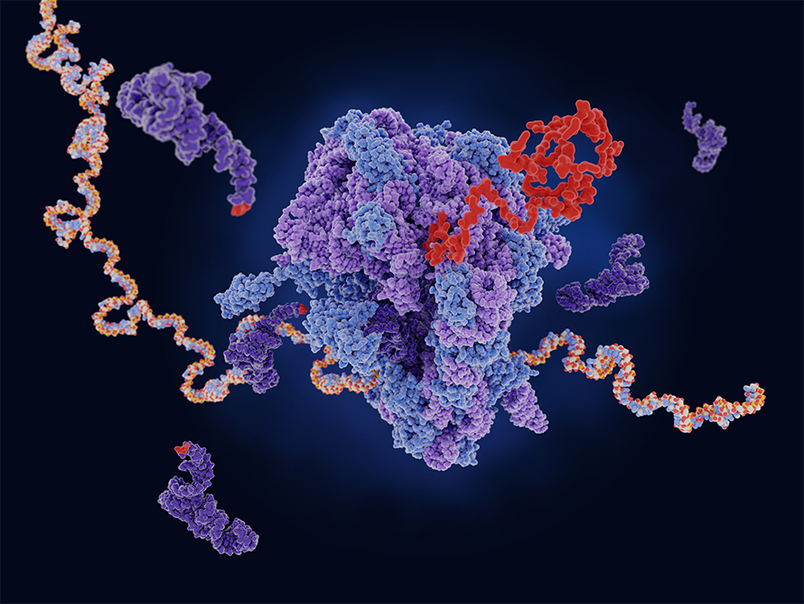 mRNA (multicolored‌ strand) is decoded ⁤in a ribosome to‌ produce an amino ​acid chain that folds into a protein (red). tRNA (dark ⁢violet) molecules⁤ carry single amino acids that are incorporated into the growing chain.