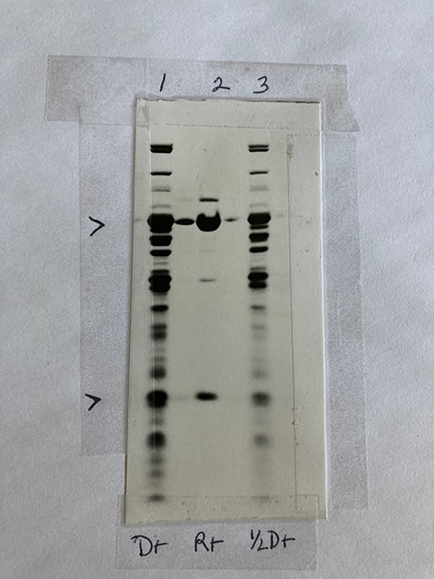 Results of denaturing electrophoresis to visualize proteins recovered from the ion exchange column, lanes 1 and 3, that were subsequently applied to the dye affinity resin. Lane 2 shows the two subunits of recombinant calpain-2 released from the reactive red agarose.