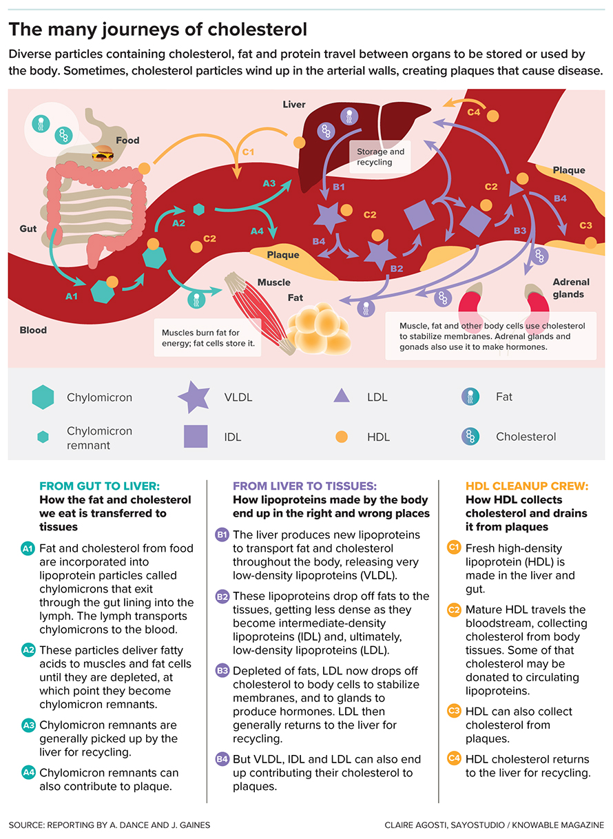 As cholesterol moves around the body within various protein- and fat-containing particles, it aids in important functions but also has the potential to create health risks.