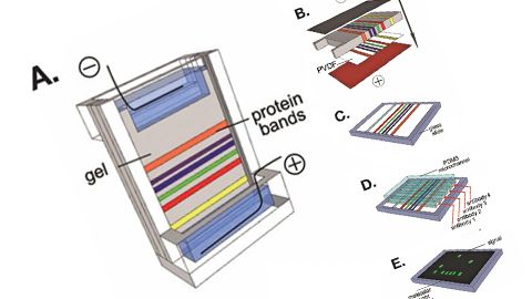 Revamping the Western blot