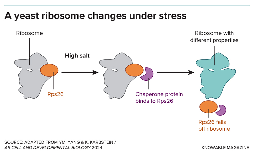 When‌ growing⁢ in ​very high salt concentrations, yeast⁢ cells lose a ribosomal protein, Rps26, from about half of their ribosomes, ⁣with the assistance of what’s known as a chaperone protein. Yeast cells without Rps26 are better adapted to high salt.