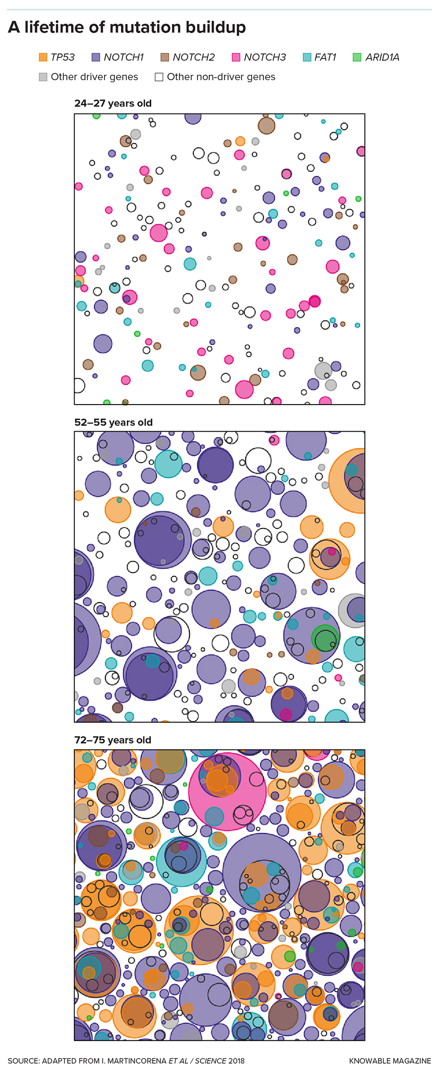 Mutant clones increase in size as people age. In this image, each panel represents one square centimeter of tissue from a subject’s esophagus. The youngest subject (top panel) was a moderate smoker; the other two were non-smokers. The size and color of each circle represents a clone with mutations in a particular gene (see key, at top). Sometimes, clones contain multiple mutations, represented by overlapping circles. Mutations in some genes, such as TP53 (orange) promote cancer, while mutations in other genes such as NOTCH1 (purple) suppress it.