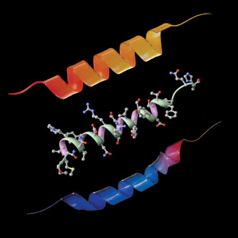 3D structural renderings show the backbone structures of GLP-1, glucagon and GIP. Researchers are exploring ways to combine the three peptides, which are very similar in structure but rarely released into the bloodstream at the same time, into a drug that combines the signaling effects of all three.