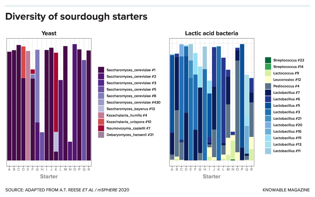 G-diversity-sourdough-starters-alt.png