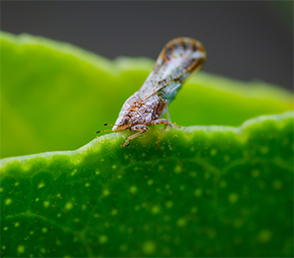 The Asian citrus psyllid is the insect vector that spreads citrus greening, which is caused by the bacterium Candidatus Liberibacter spp.