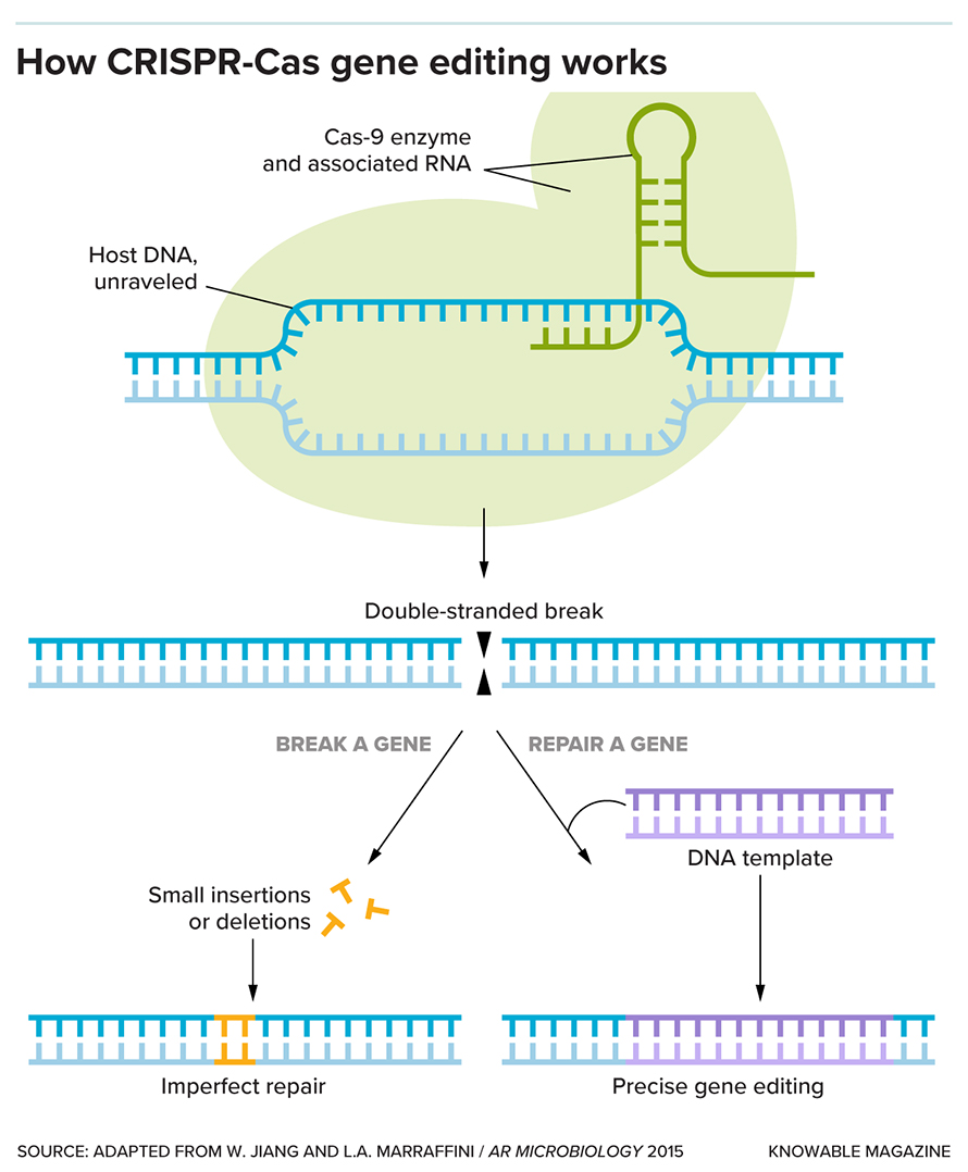 In CRISPR-Cas gene editing, the Cas9 enzyme uses associated pieces of RNA to bind to a portion of the DNA genome. The enzyme then breaks both strands of DNA. The cell repairs this break — either imperfectly, creating a broken gene (left), or using a provided DNA template, resulting in a controlled change (right).