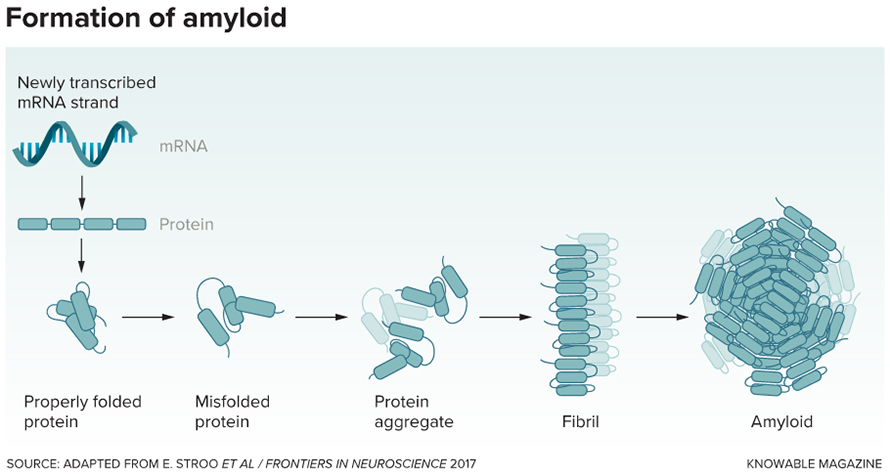 Amyloid Protein