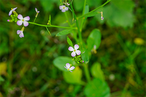 Thale cress or Arabidopsis thaliana flowers.