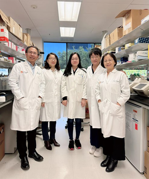 From left, Mingjiang Xu, professor of molecular medicine; Ying Li, research assistant, professor of molecular medicine; Juyeong Hong, research scientist of molecular medicine; Feng-Chun Yang, professor of cell systems and anatomy; Juan Wang, research assistant of molecular medicine.