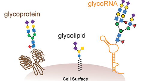 Researchers find a cell surface decorated with sugar-coated RNAs