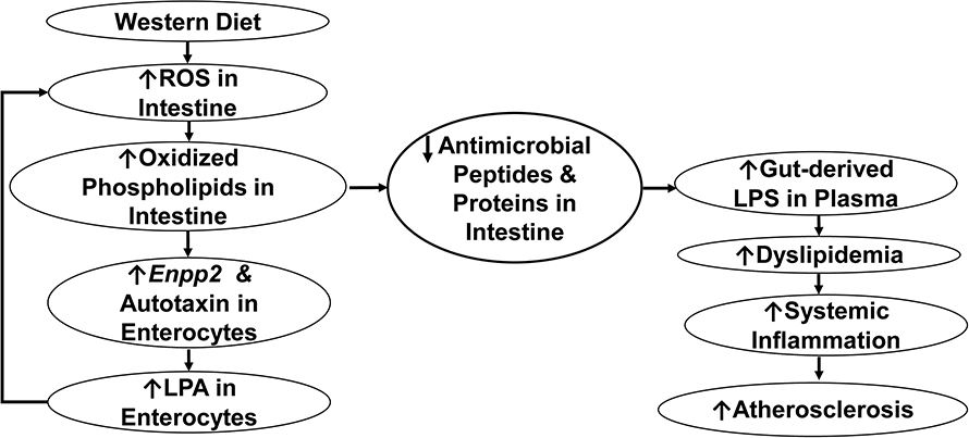 A schematic diagram showing that feeding a Western diet increases reactive oxygen species in the intestine, which enhances dyslipidemia, systemic inflammation and atherosclerosis.