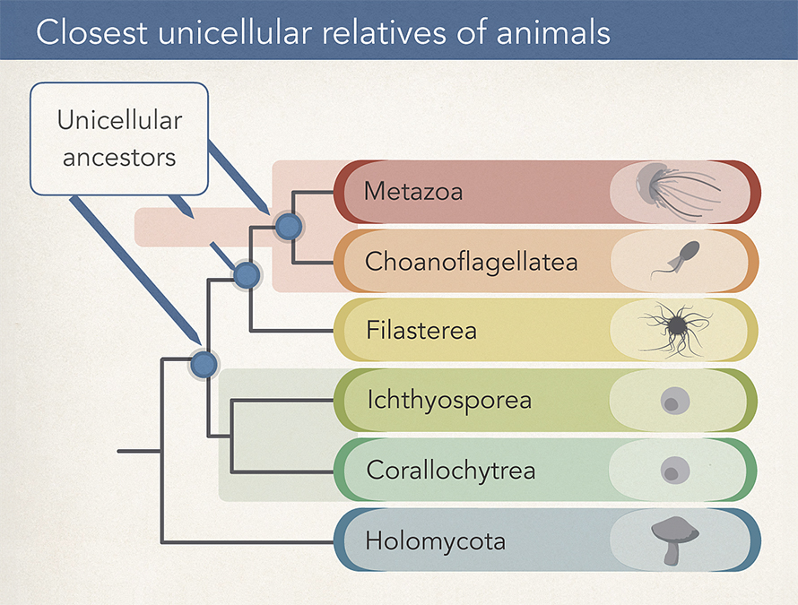 This evolutionary tree shows Metazoa, the group that includes most animals, along with four unicellular cousins and the Holomycota, which includes fungi, as an outgroup for comparison.