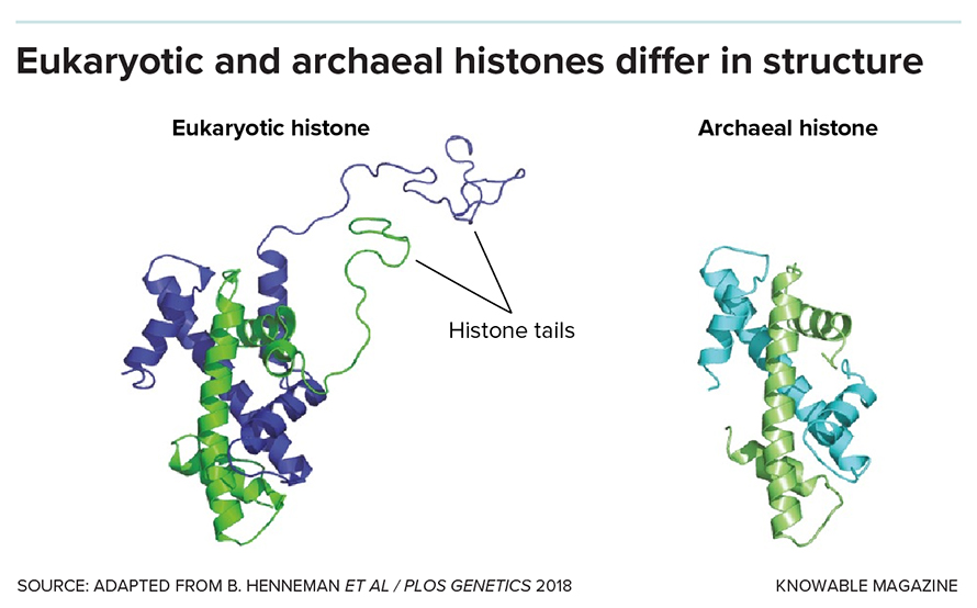 Most histones of single-celled life forms called archaea have no tails or short tails. But the histones of eukaryotic cells like our own have long, floppy tails on which the cell attaches various metabolites.