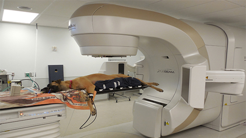 Radiation therapy for dogs near sale me