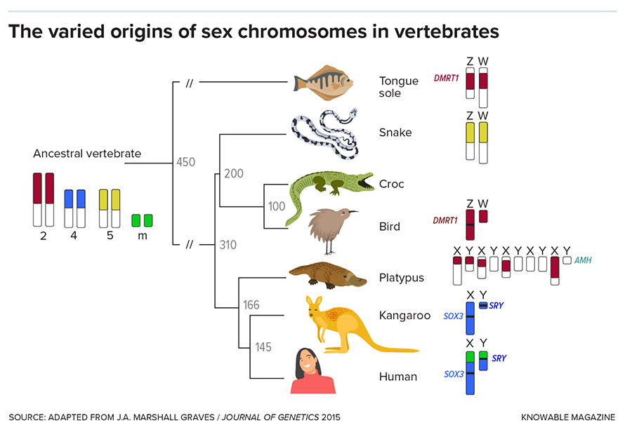 Of genes, chromosomes and oratorios