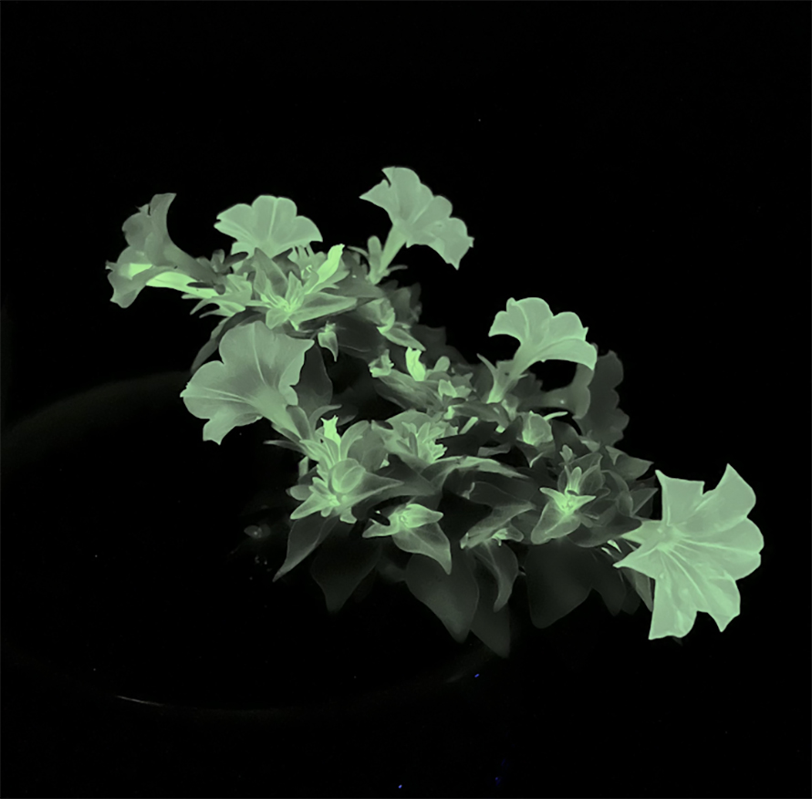 The firefly petunia is genetically engineered to glow in the dark.