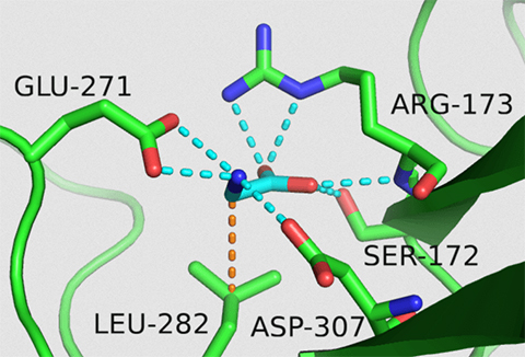 A model shows how glycine molecules (teal) interact with brain cell receptors called GPR158 to influence the nervous system. The dotted lines show hydrogen bonds and weak electrical field attractions that start the signal.