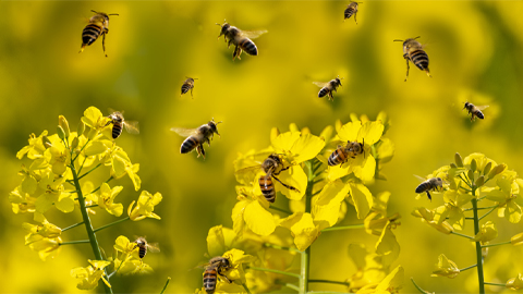 Becoming a scientific honey bee
