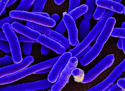 Because E. coli. occur naturally in healthy gut flora, they are typically used as an indicator of fecal contamination in water. However, many scientists believe these bacteria are an imperfect metric for assessing water quality.