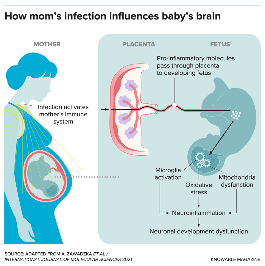 Sex, Immunity And The Brain