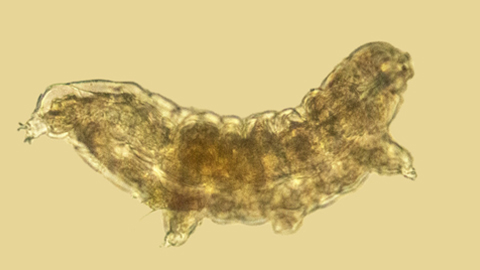 A microscropic image of a tardigrade, or water bear, from Shenipsit State Forest in Somers, Connecticut.