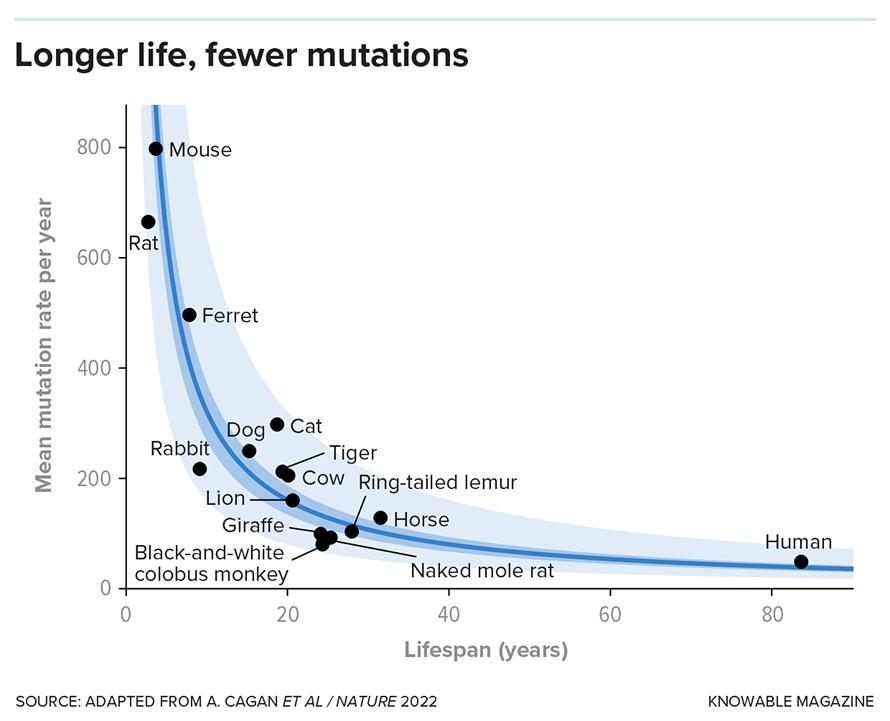 Researchers analyzed the colonic crypts from several species and determined that longer-lived species are slower to accumulate mutations. This is consistent with a longstanding theory that body cell mutations are linked to aging.