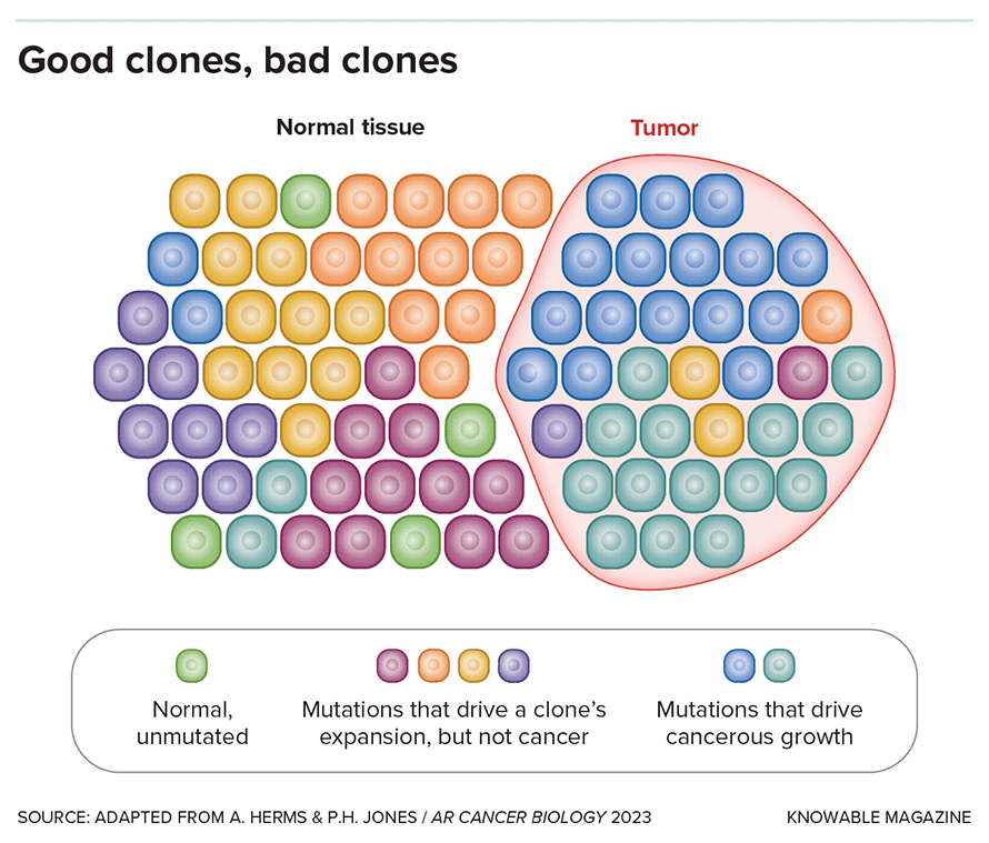 Just because mutation-containing cells take over a tissue doesn’t necessarily mean disease will result. Mutations that promote expansion of clones can be dangerous cancer drivers but can also be neutral or even beneficial mutations that maintain the integrity of a tissue and do not promote cancer.