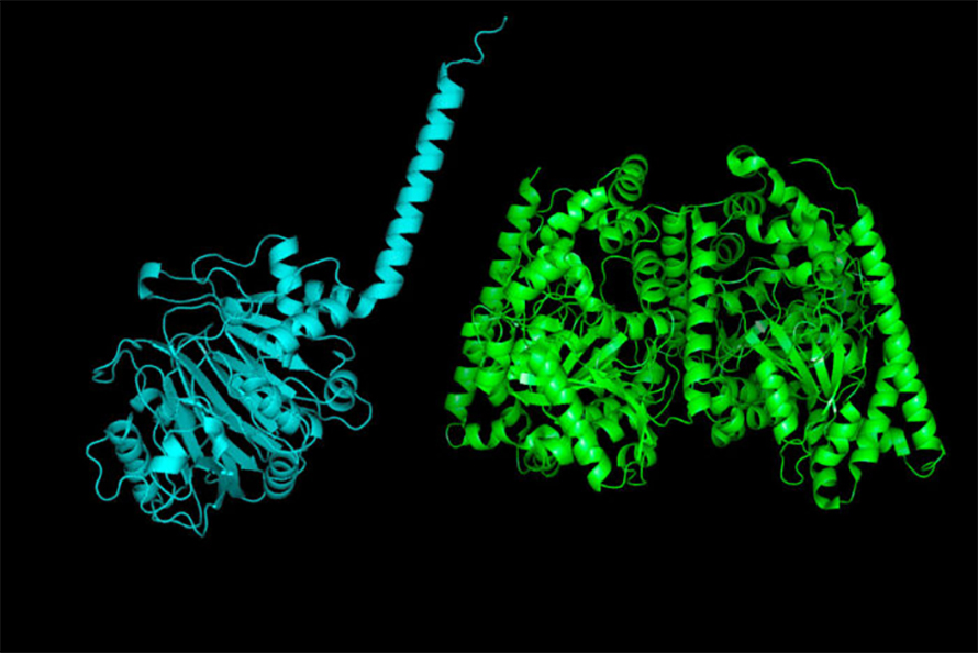 Researchers at WashU Medicine have discovered a gut bacterial enzyme with previously unknown metabolic capabilities. Shown are the structures of the bacterial version of the enzyme, called FAAH (left), and the human version (right). Prior to this study, only the human version of the enzyme was known. The microbe that makes the bacterial version is associated with the growth benefits of a therapeutic food to treat malnutrition in children.