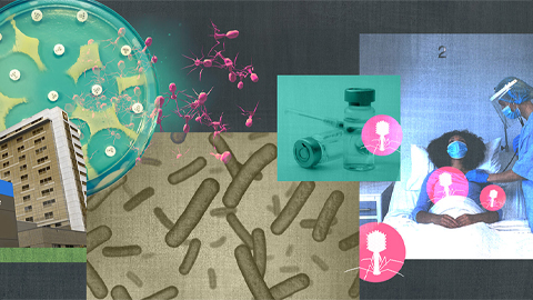 What if a virus could reverse antibiotic resistance?