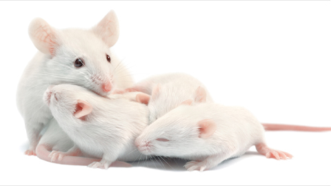 In mice, a mother's love comes from the gut