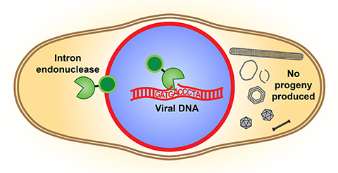 An illustration of the intron endonuclease cutting the DNA of a competing virus and disrupting its reproduction.