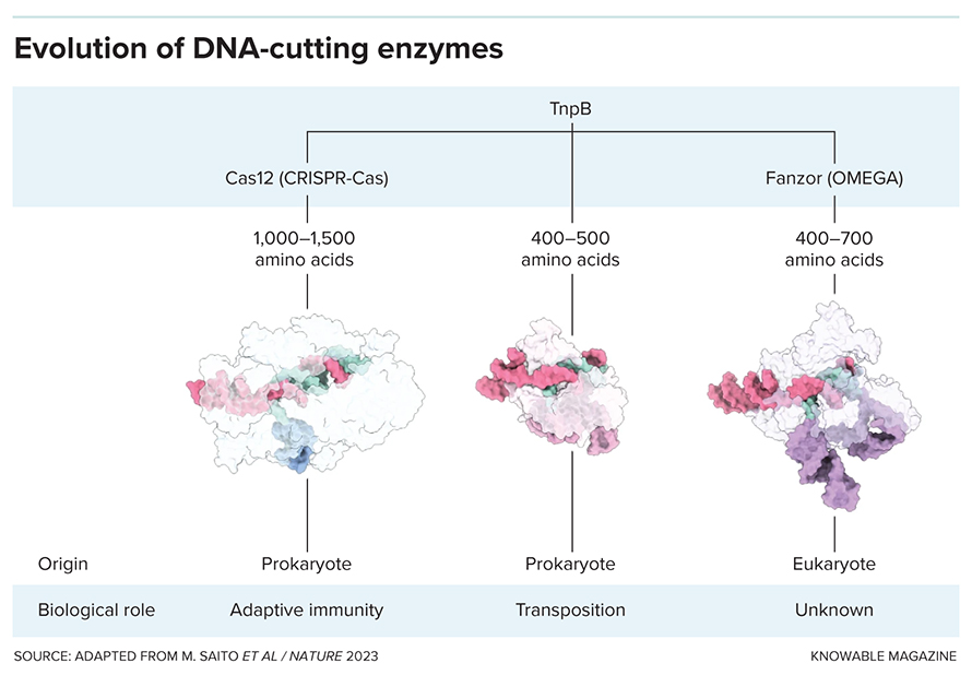 The TnpB gene is the ancestor of both Cas-based and Fanzor-based DNA-cutting systems.