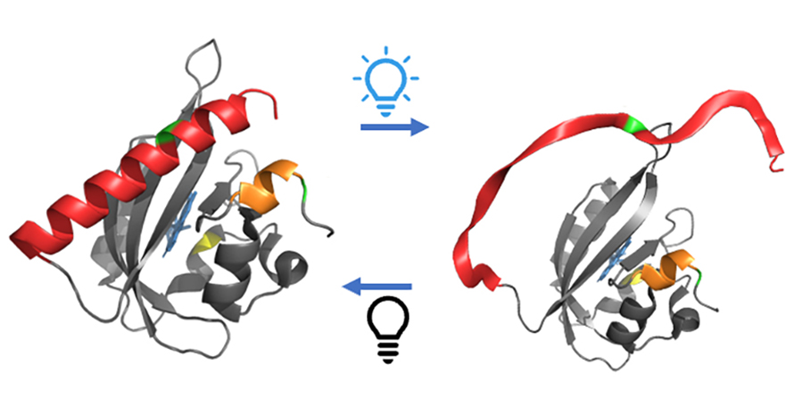 When AsLOV2 unfolds in the light, the gadolinium labels tagged to the green sections move apart in a way that researchers can measure.