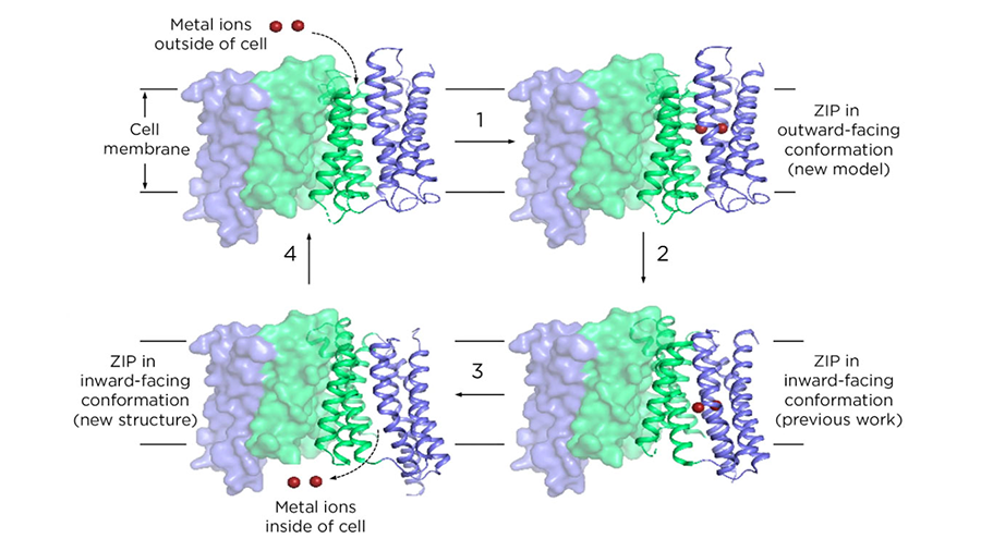 New research from Michigan State University has shown how proteins known as ZIPs transport metal into living cells. ZIPs are found across the tree of life, playing important roles in health and disease.