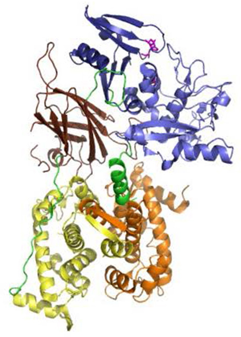 A pymol ribbon of calpain 2 in its most commonly used orientation was created years ago by Dorothy Croall’s lab.